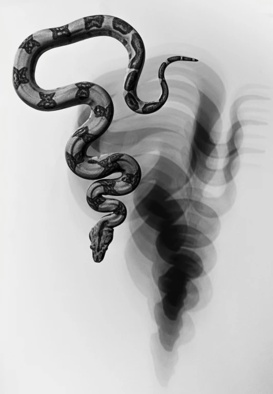 a large snake sitting in the shadows