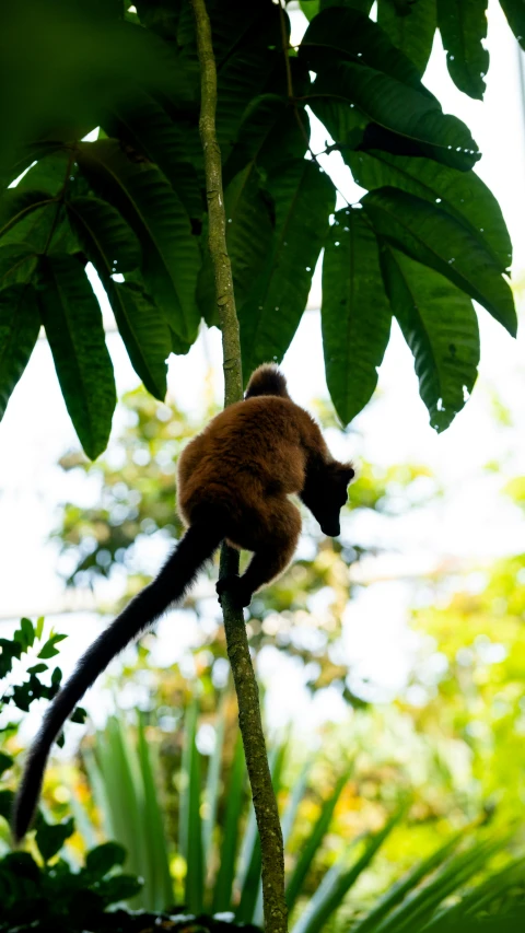 a monkey is sitting in the middle of a tree