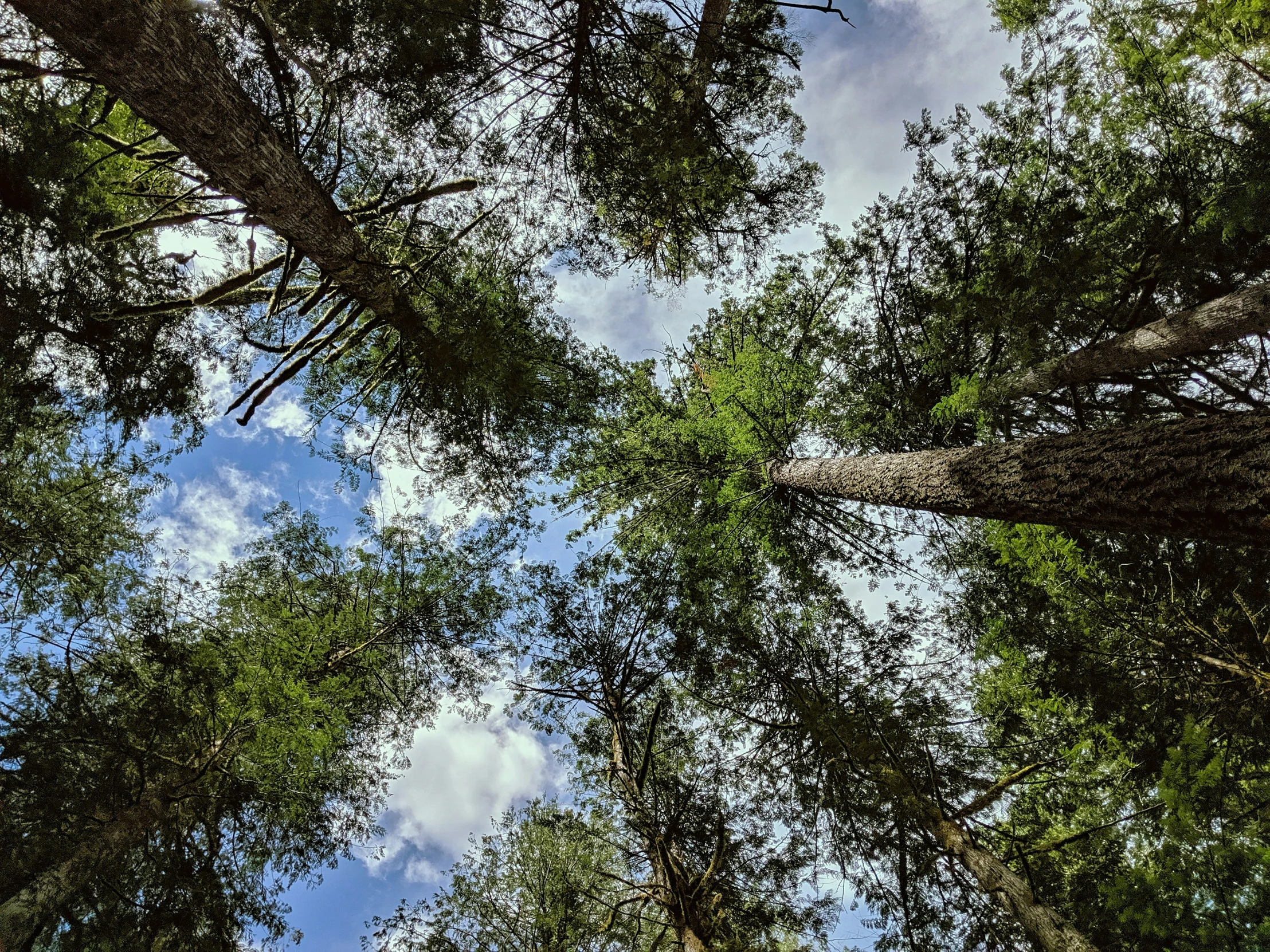 a view of trees from below looking up into the sky