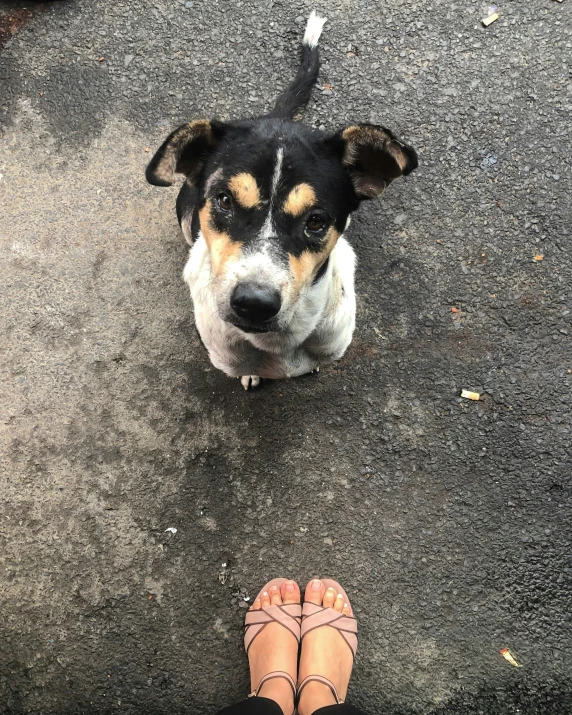 a dog and his owner standing near each other