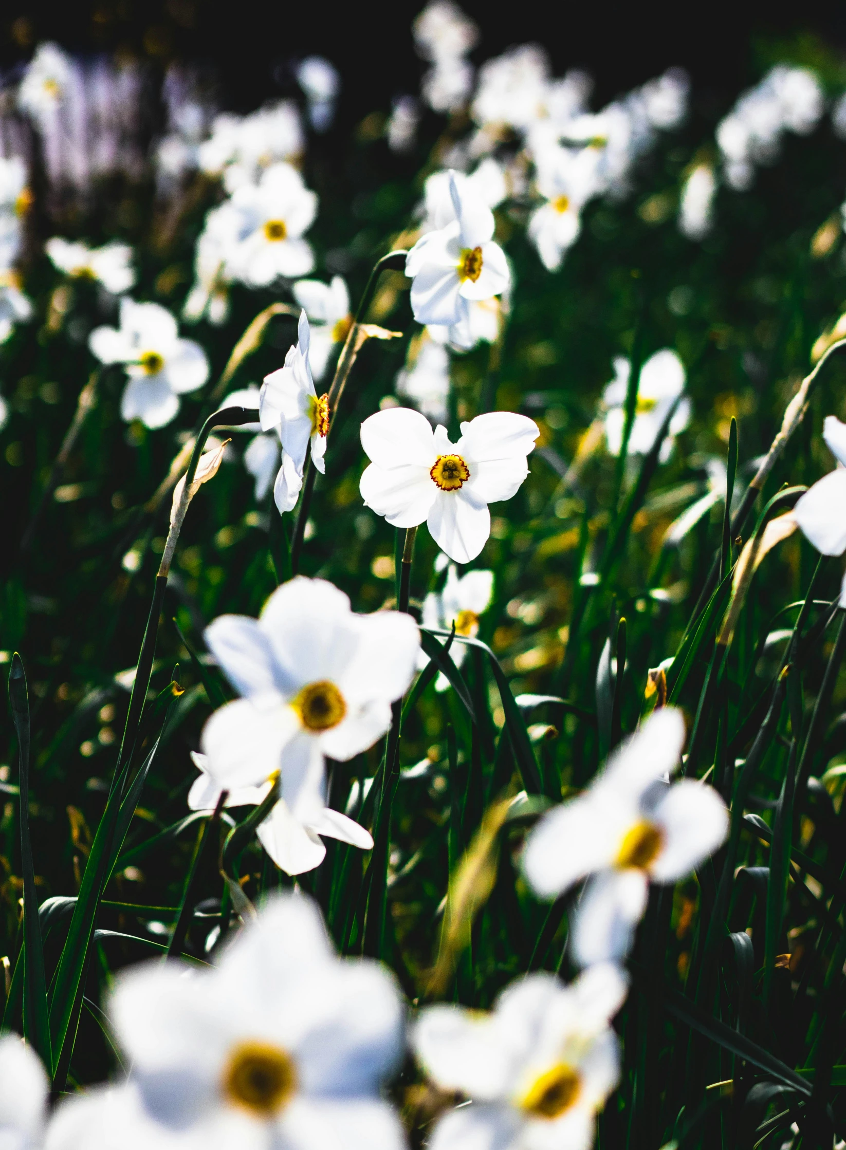 a field with white flowers with yellow centers