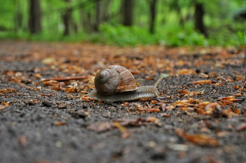 snail crawling on asphalt, with forest in the background