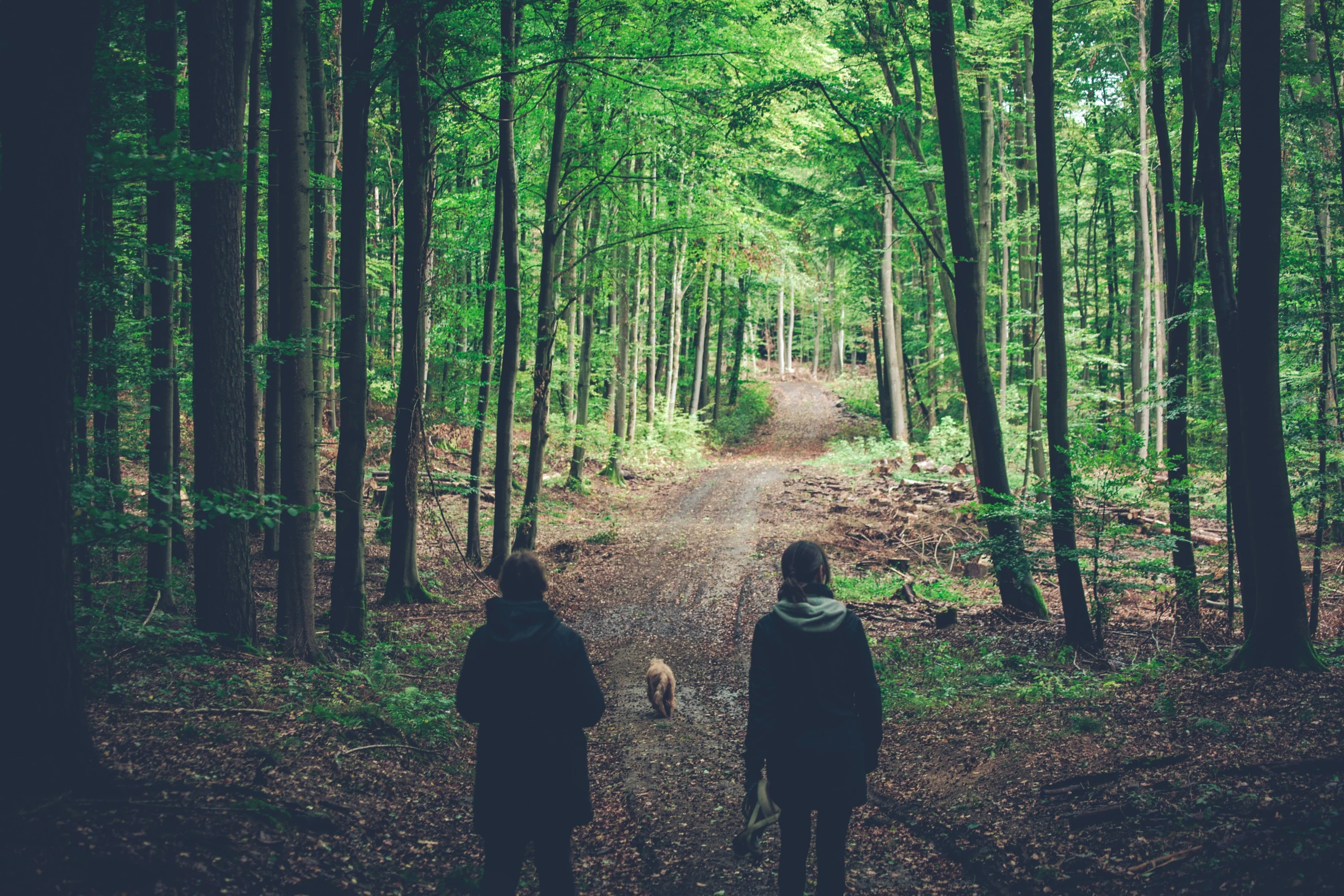 two people are walking down a path in the woods