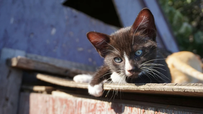 the kitten is laying down on a wooden ledge