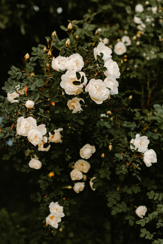 a bouquet of white flowers is growing next to green leaves