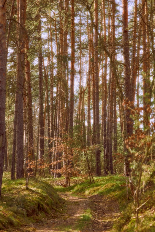 the path in the woods is lined with tall trees