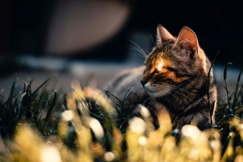 a cat is laying in the grass outside