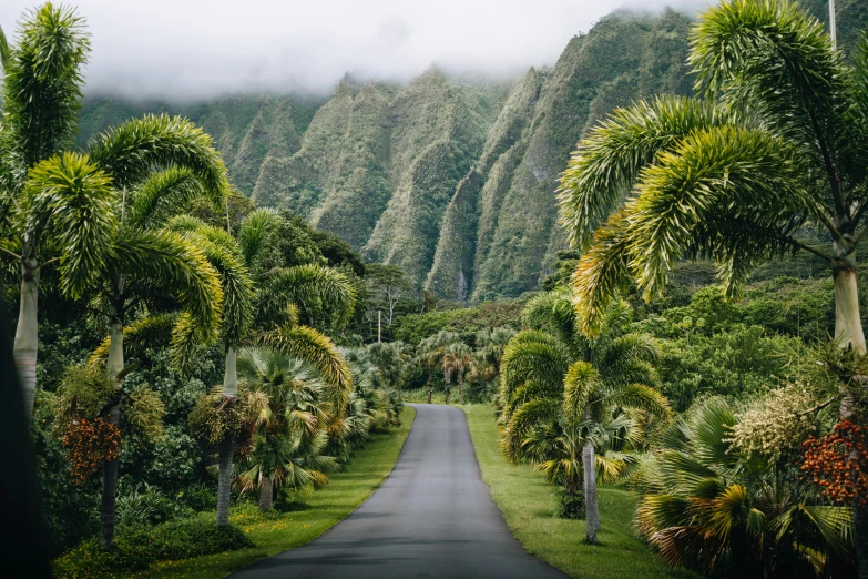 road surrounded by lush green foliage near mountains