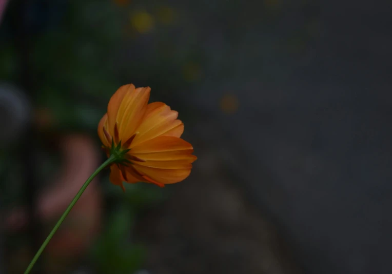 orange flower with long stalk coming out from the ground