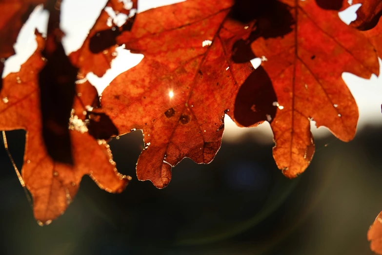 autumn leaves are illuminated in the light from the setting sun