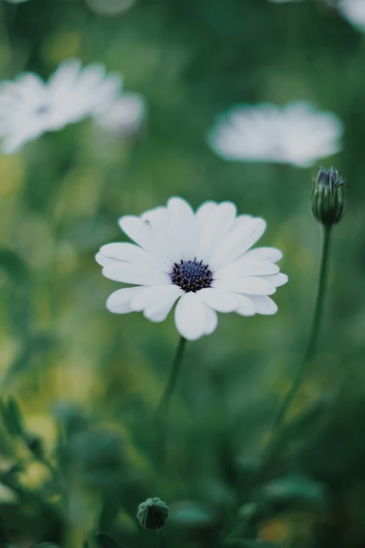 some white flowers that are near each other