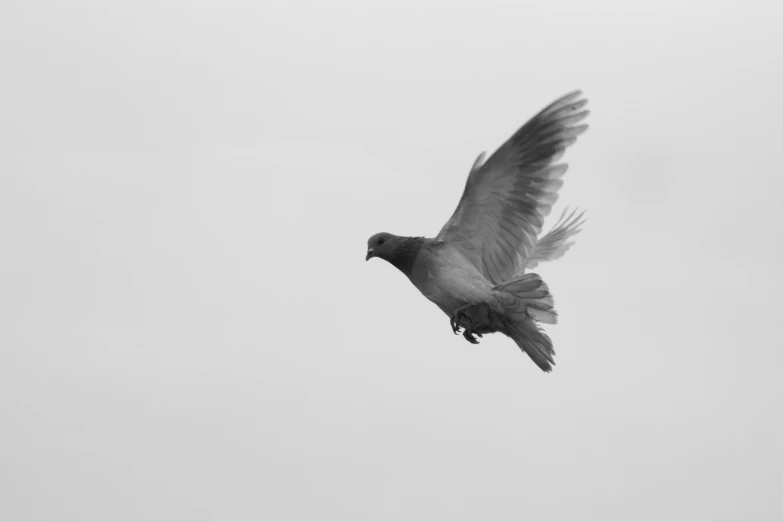 a black and white po of a pigeon soaring in the air