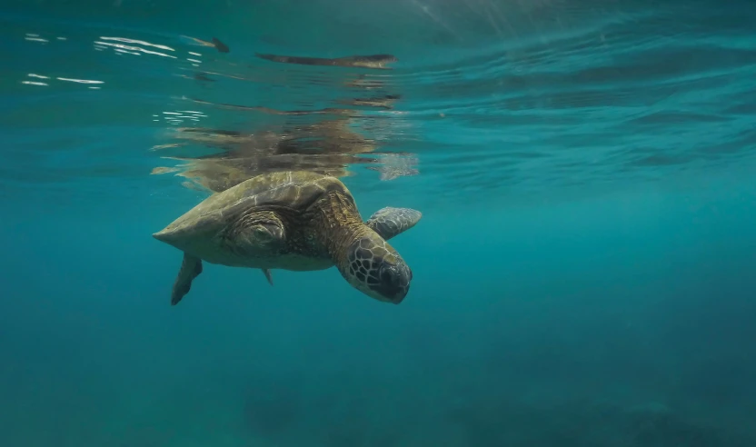 the turtle is swimming very close to the camera