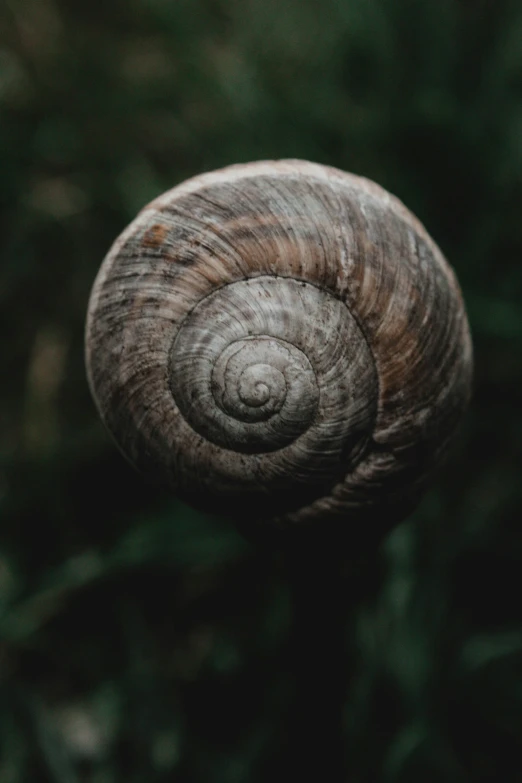 closeup of the spiral of a snail's shell