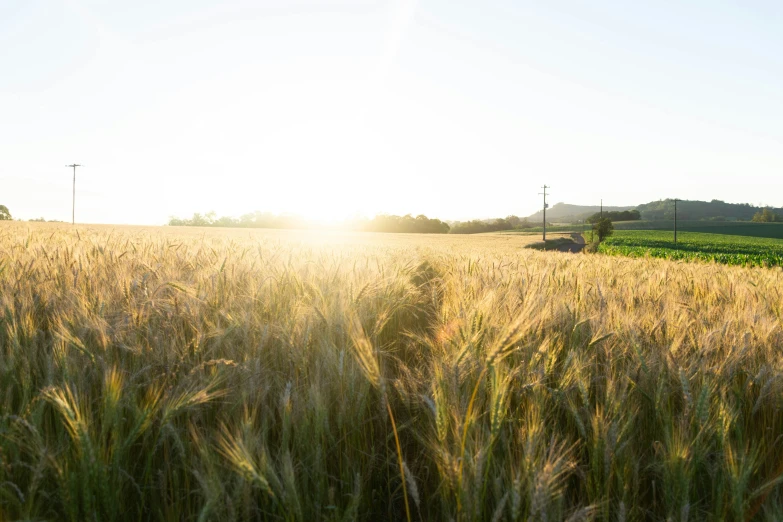 there is a field of green and yellow grass