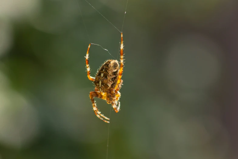 a spider is weaving on the web in its enclosure