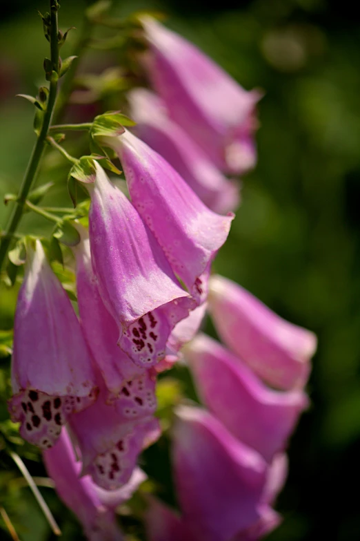 a bunch of flowers growing in the grass