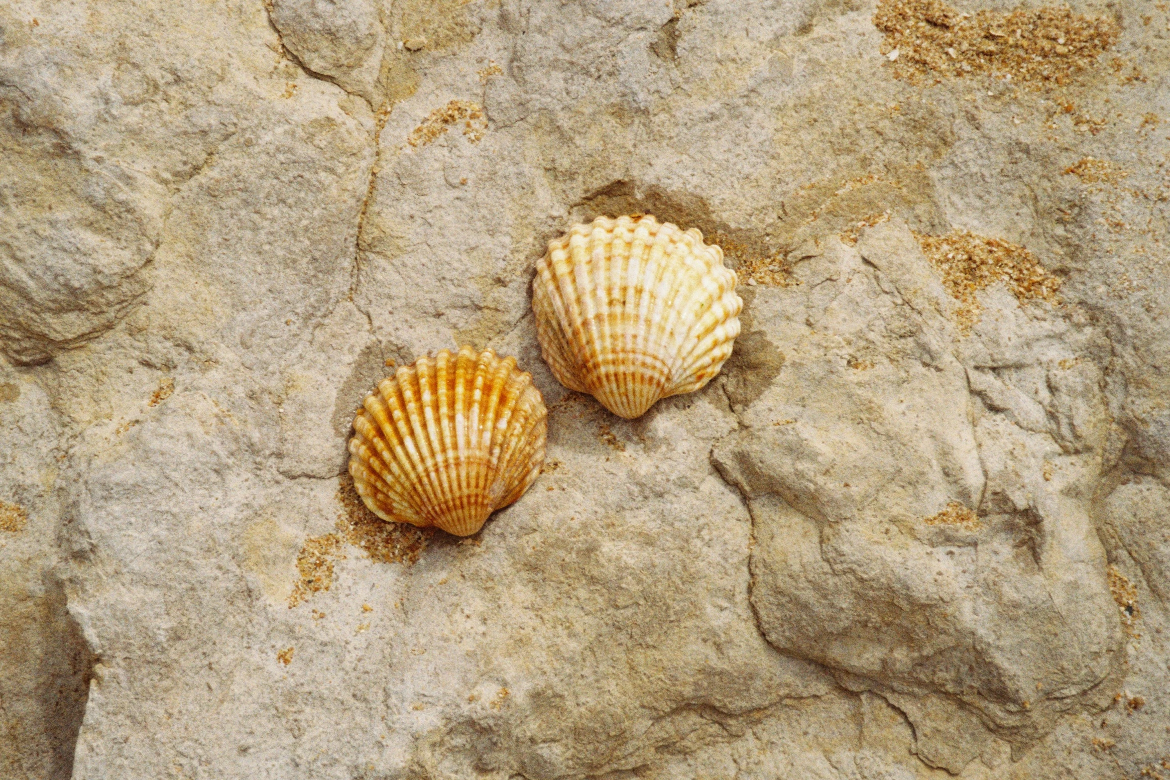 two seashells on sandy surface near rock