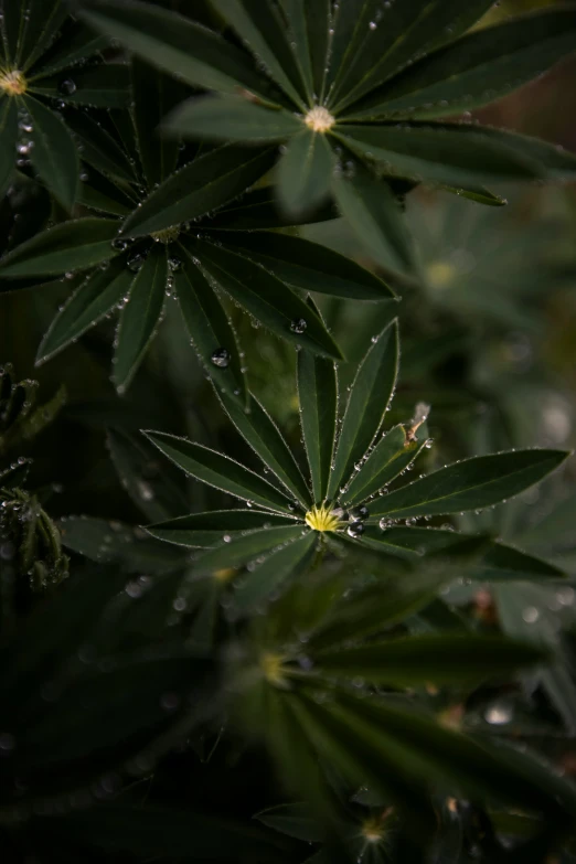 a green plant with water drops on it