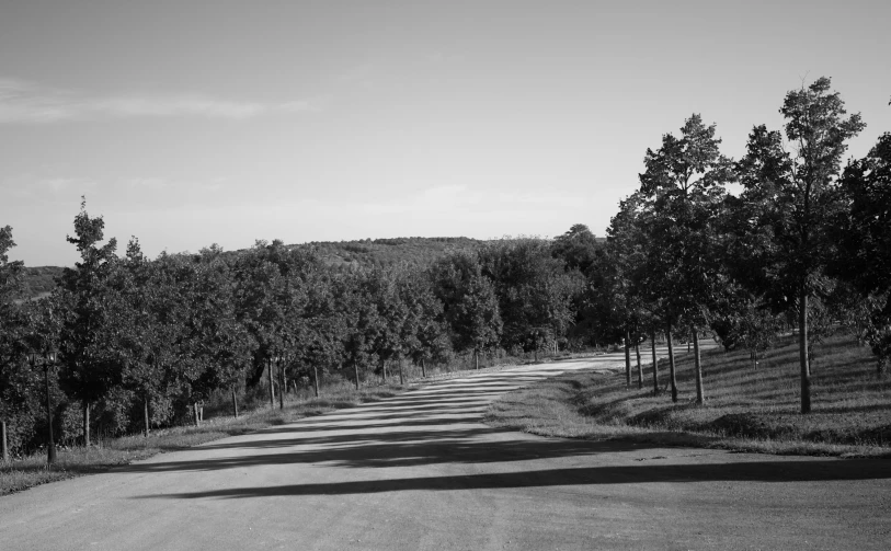 trees and a long path between them on a hill