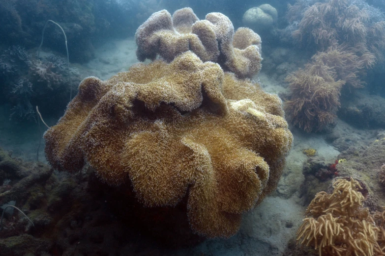 some corals are all over the sea