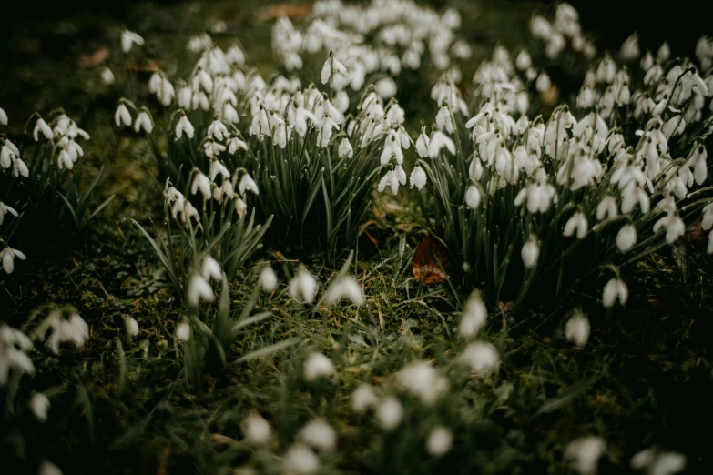 many small white flowers in a field