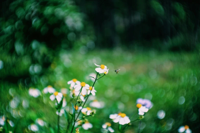 the flower in front of the camera is blurred with some greenery