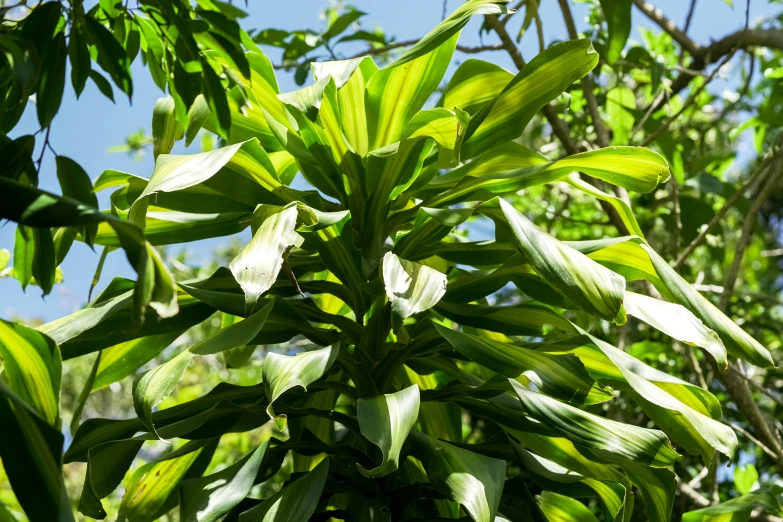 a green leafy tree against a blue sky