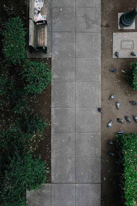 pigeons on a sidewalk by a bench and small planters