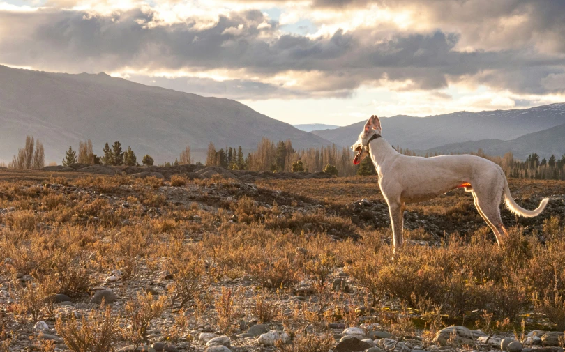 a horse is standing in a field in front of mountains