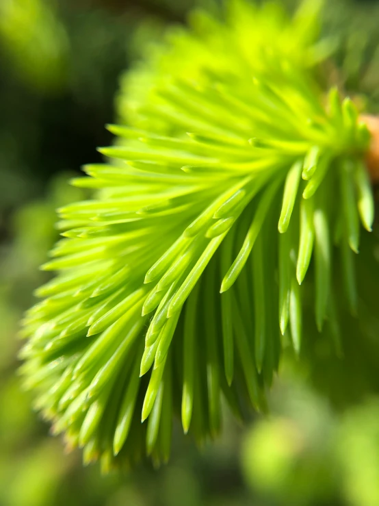 green needles and leaf on a tree