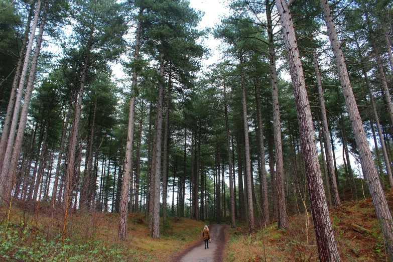 the road is surrounded by trees on both sides