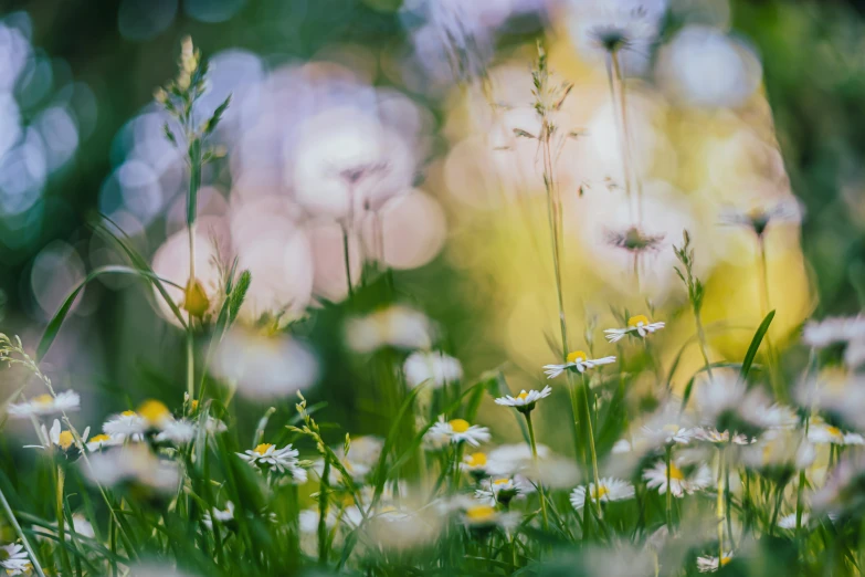 a field filled with lots of green grass covered in daisies