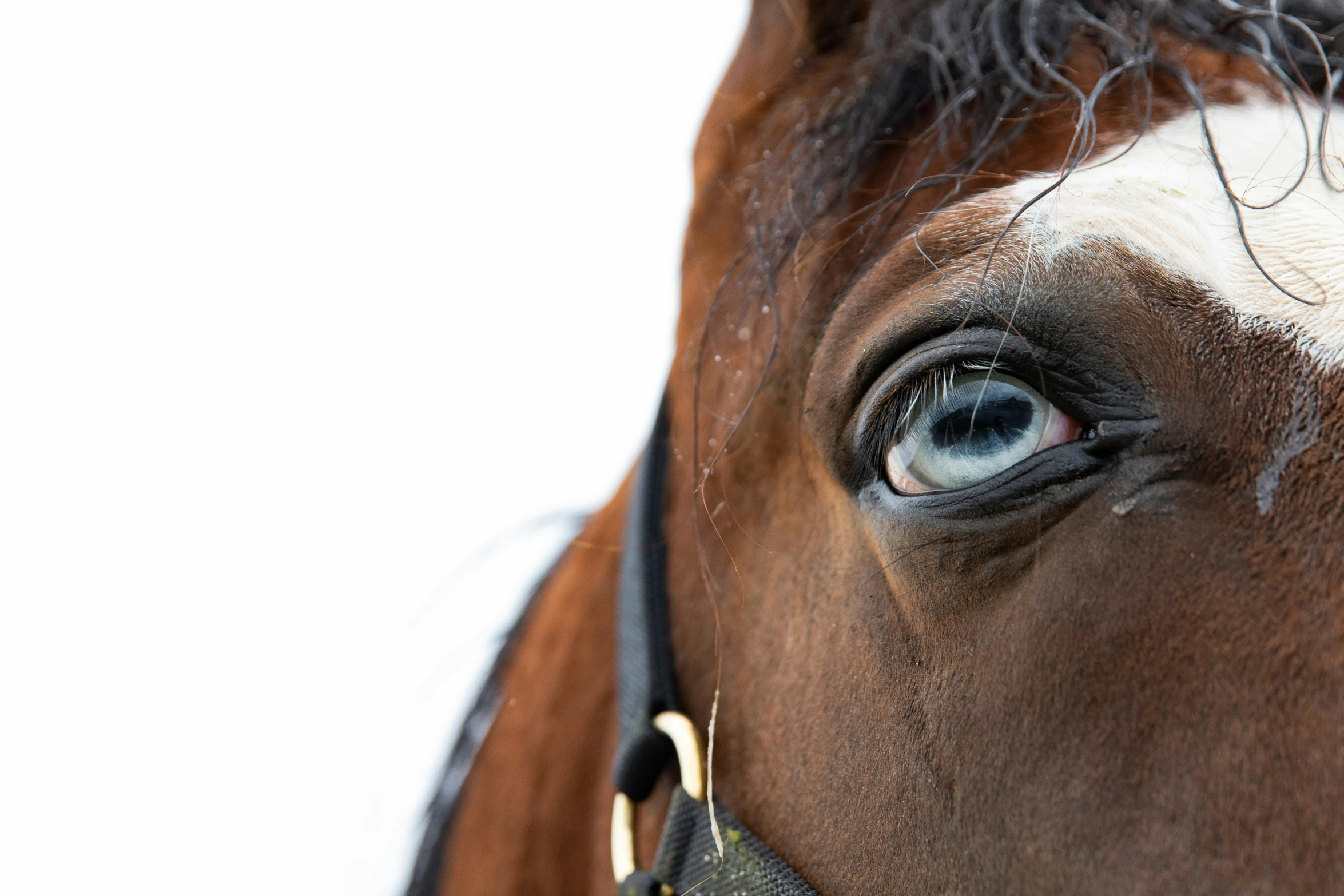 a close up of the eye of a horse