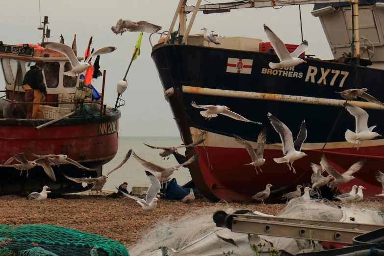 a beach area with birds flying around a ship