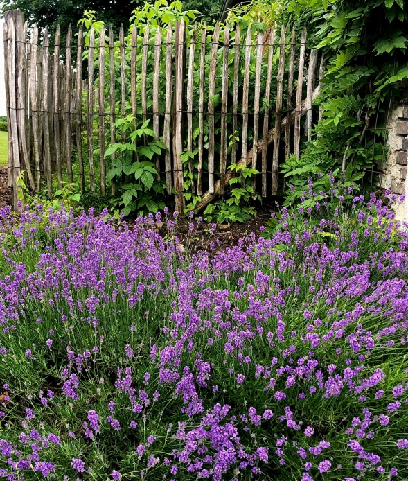 lavenders and greenery surround an old fence