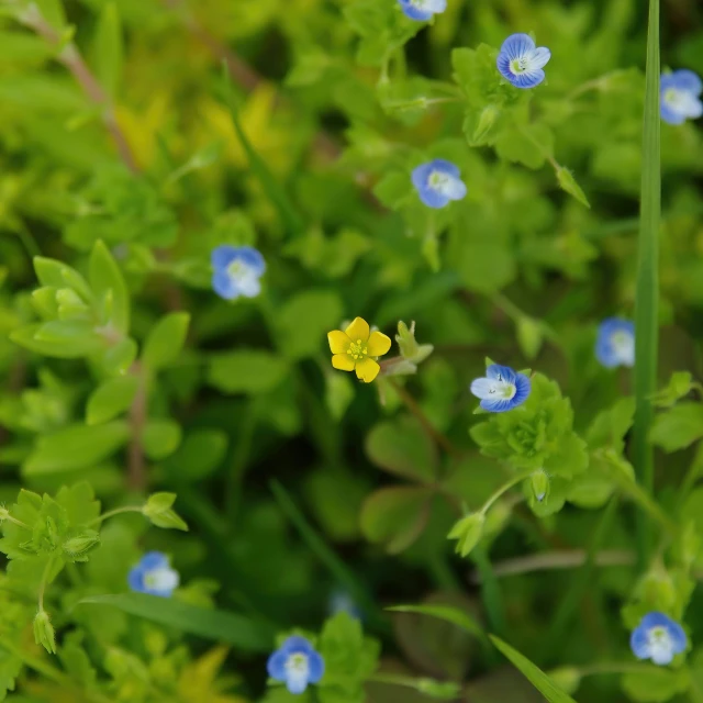 blue flowers and green foliage in the background