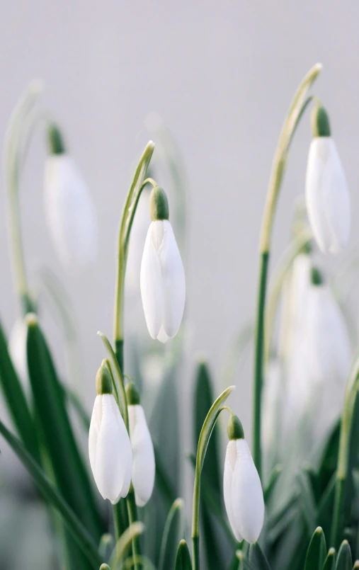 white flowers against a light background with some green leaves