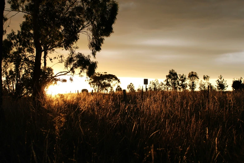 a large field that is full of some trees