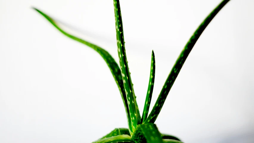 a large green plant with long thin nches