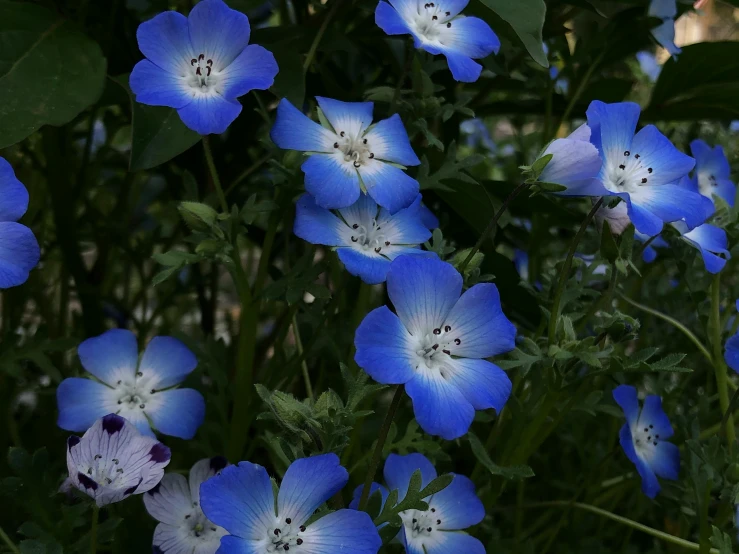 blue and white flowers are blooming in the middle of the garden