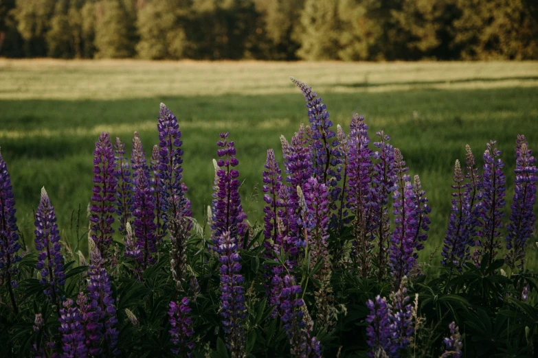 a field with purple flowers in it