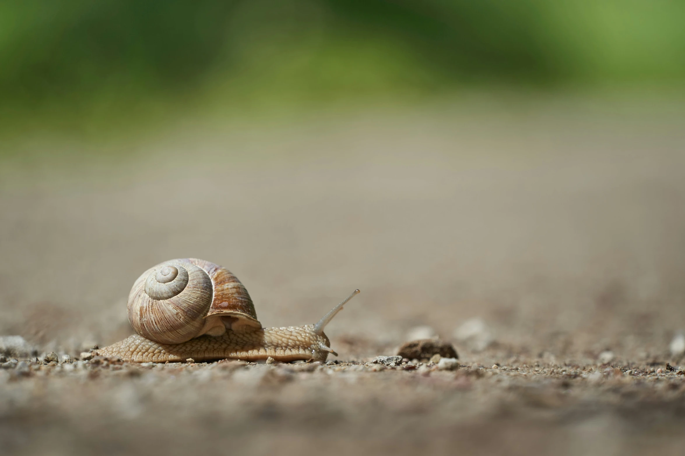 the snail is laying on top of its shell