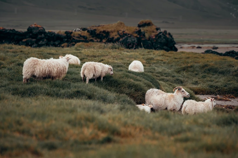 four sheep stand in the grass beside a river