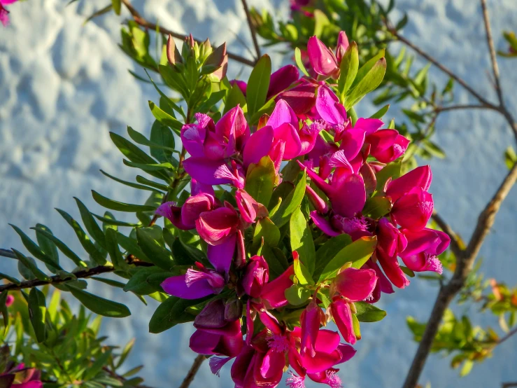 flowers are growing on the outside of the nches