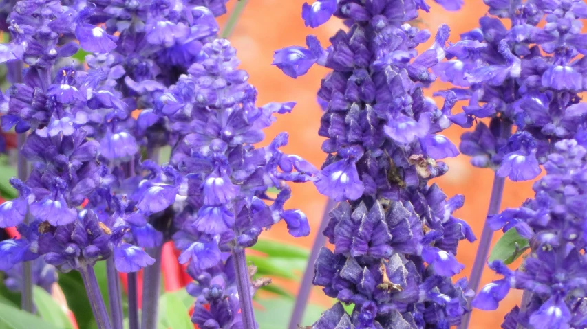 there is some purple flowers growing on the outside