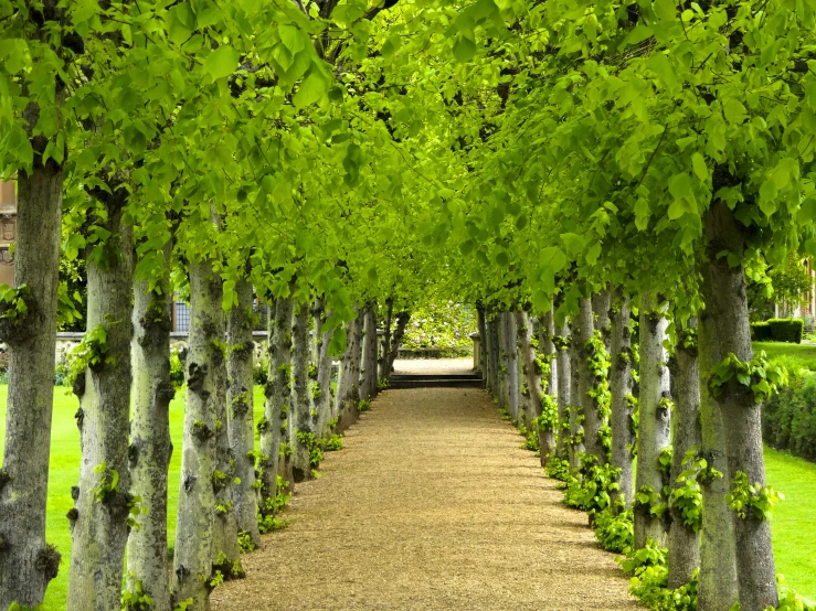 a walkway lined with lots of trees and bushes