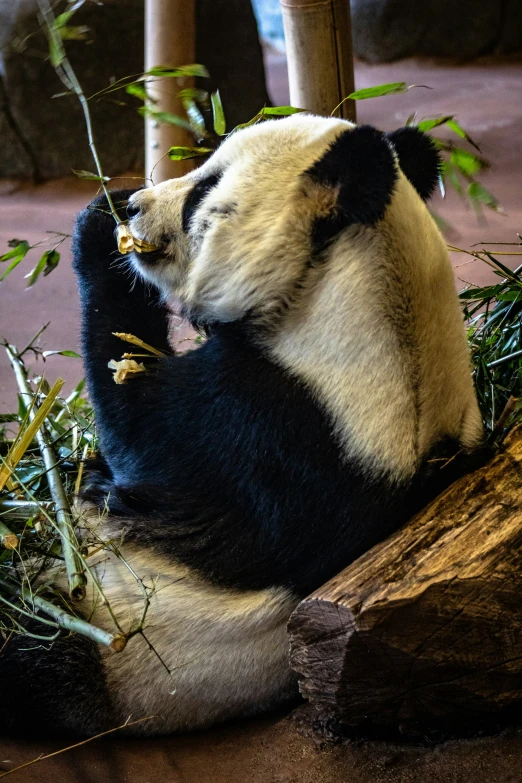 a panda bear sitting down on top of a piece of wood