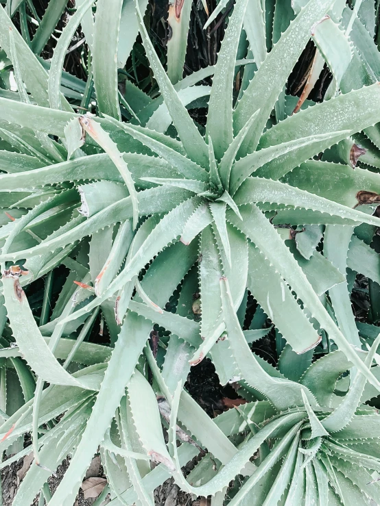 the leaves of an aloena plant with drops of water