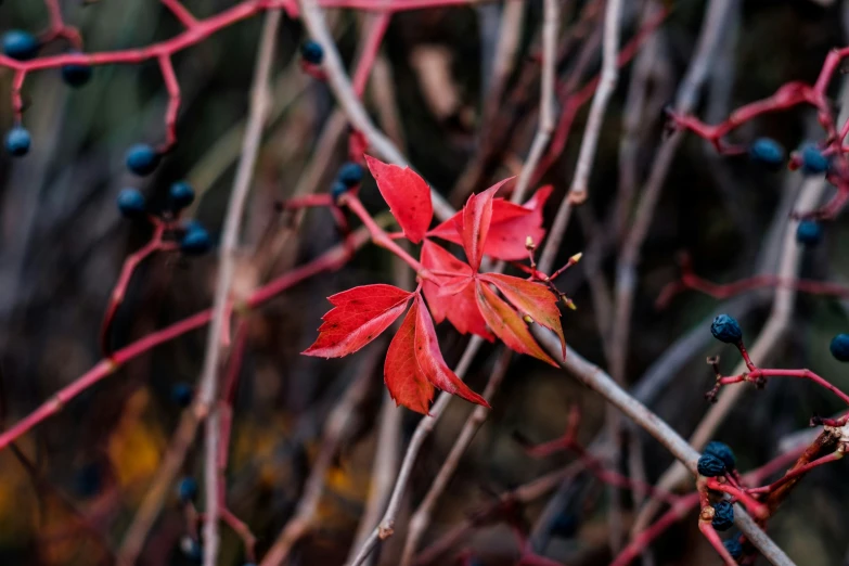 a bunch of berry bushes with red leaves on it